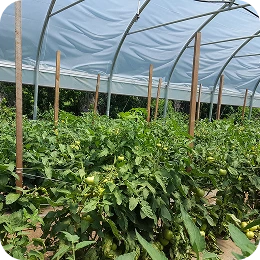 Invest in local food production